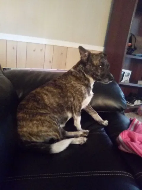 Lost dog in Mesa, AZ, 85201