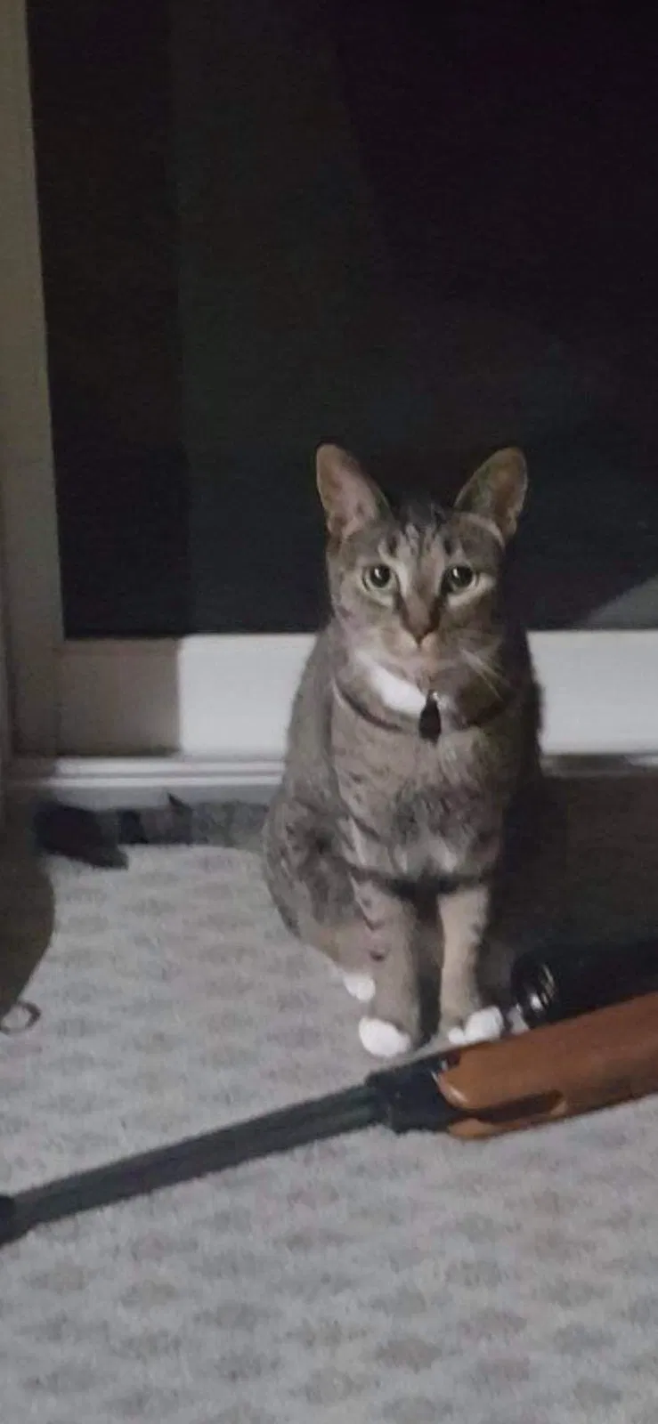 Lost cat in Mesa, AZ, 85212