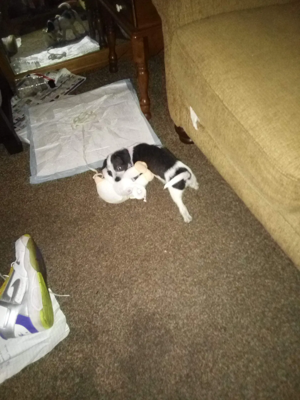 Lost dog in Clarksville, IN, 47129