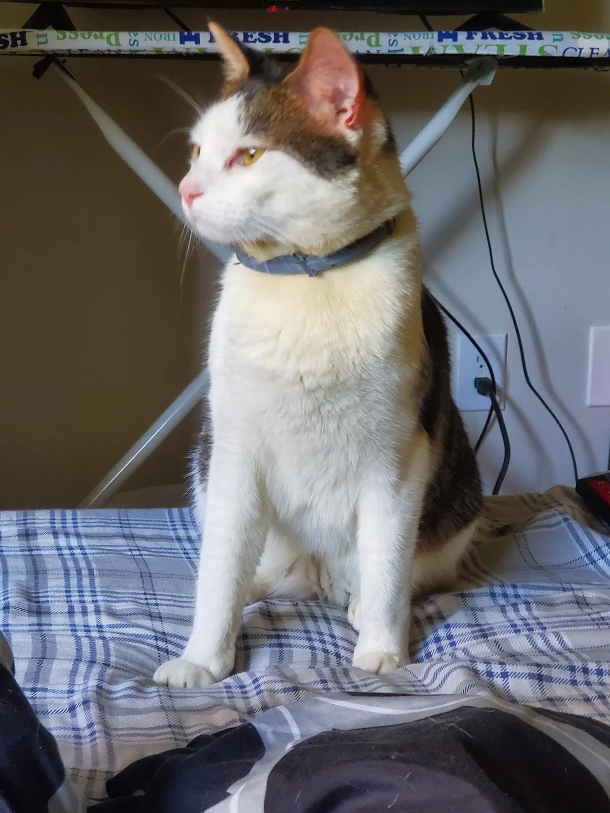 Lost cat in Atlanta, GA, 30350