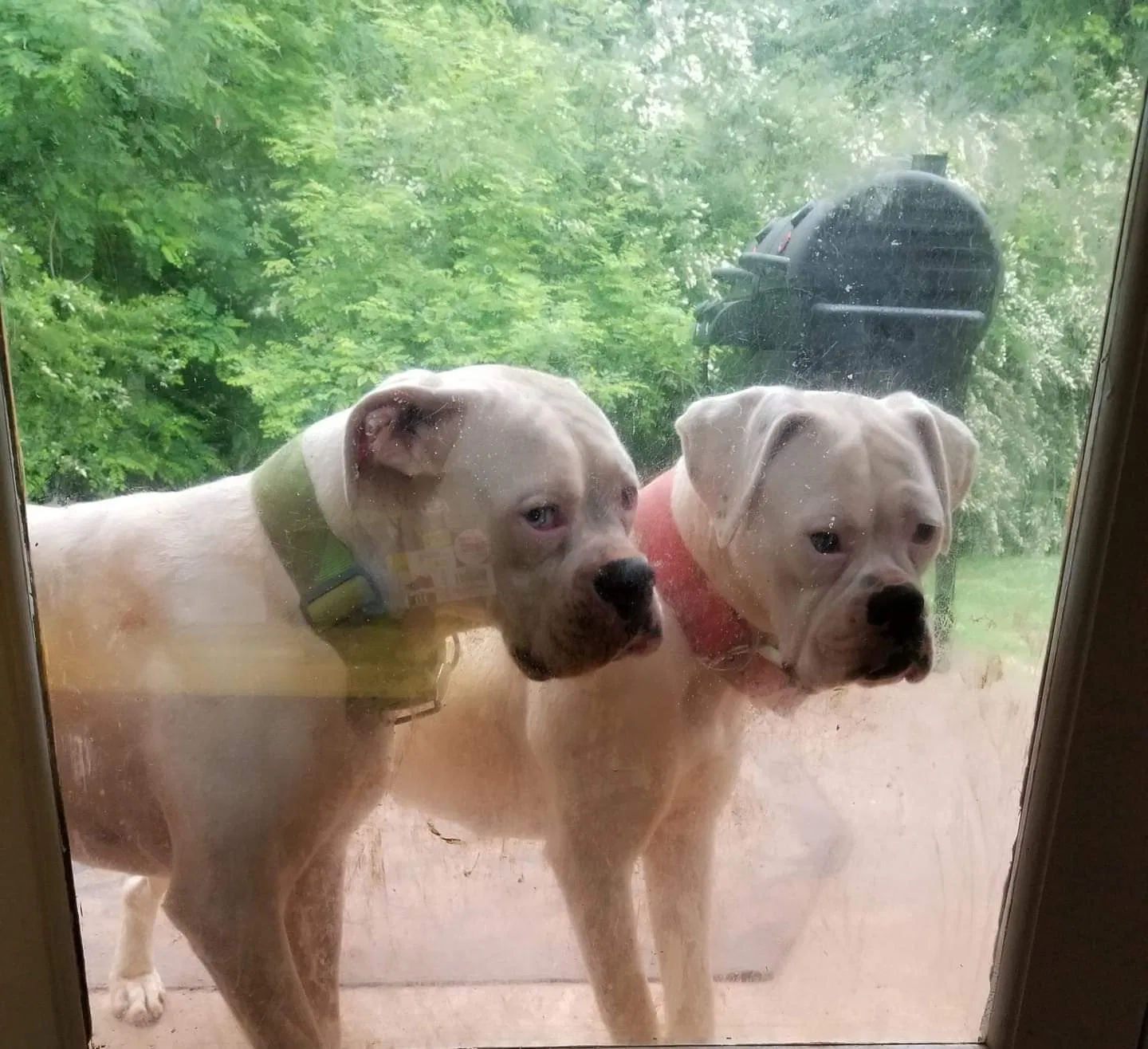 Lost dog in Dahlonega, GA, 30533