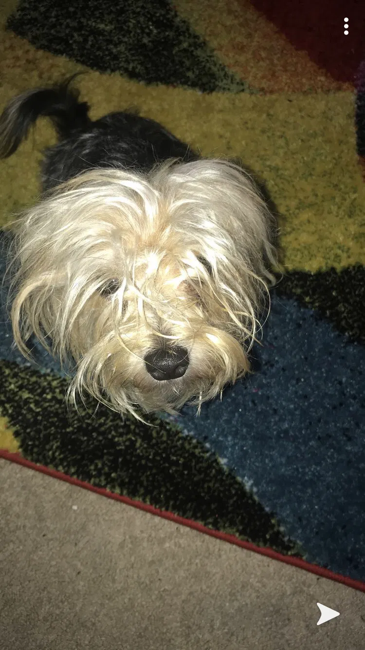 Lost dog in Minneapolis, MN, 55411