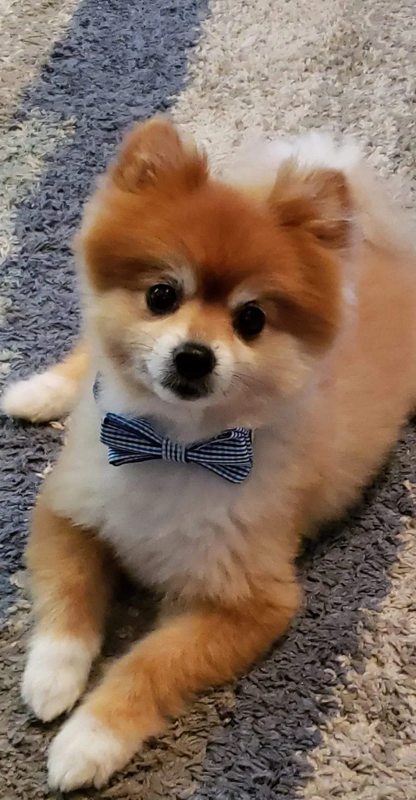 Lost dog in Clinton Township, MI, 48038