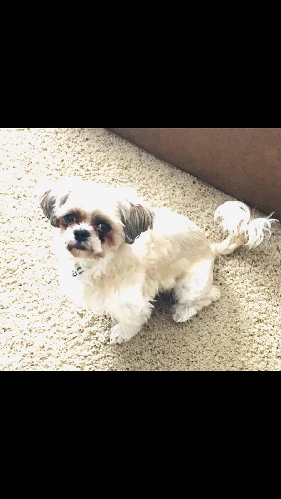 Lost dog in Columbus, OH, 43207