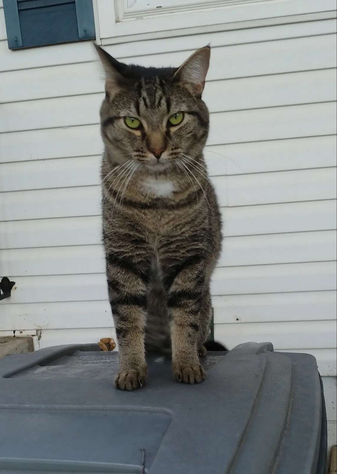 Lost cat in Stacy, MN, 55079
