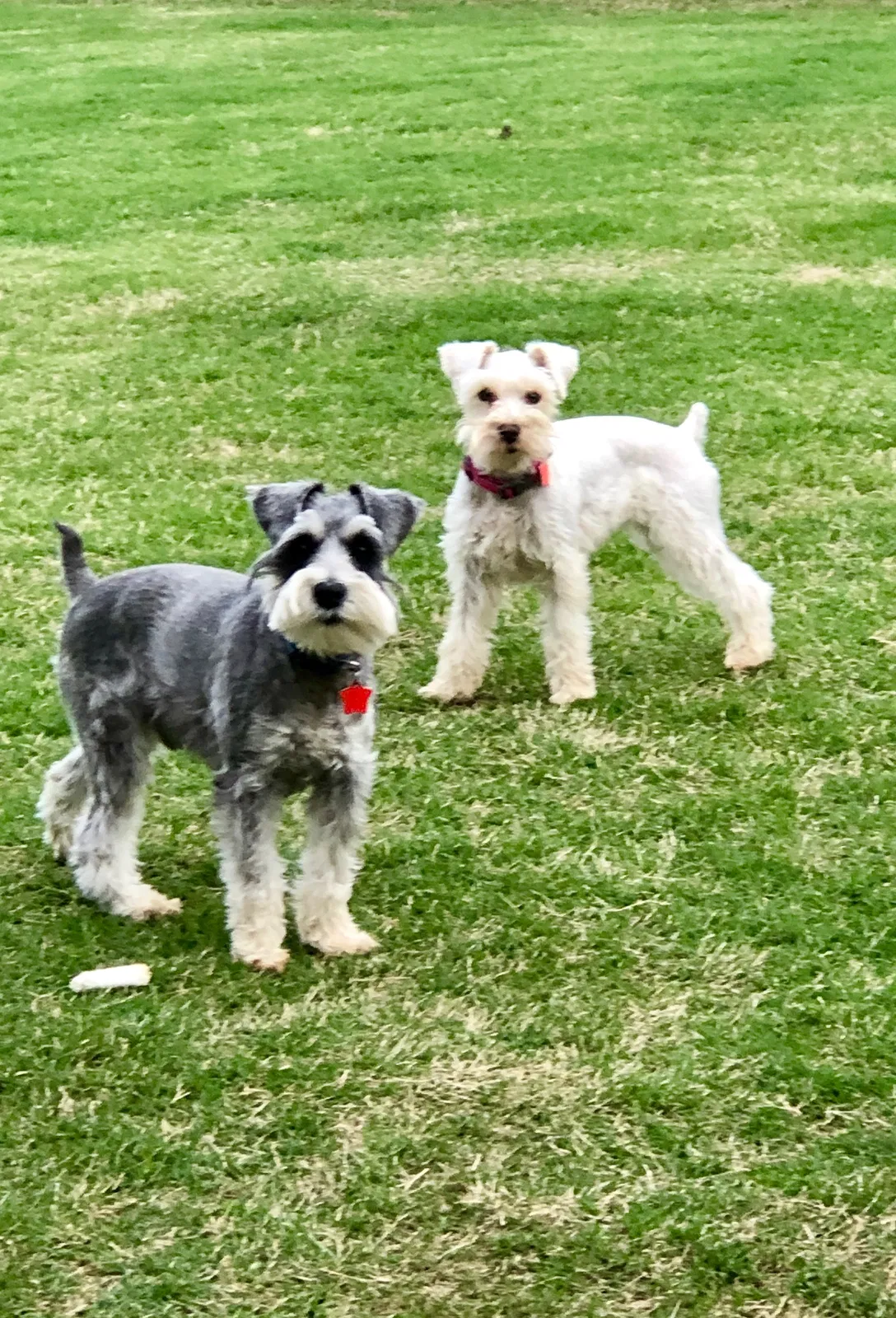 Lost dog in Edmond, OK, 73012