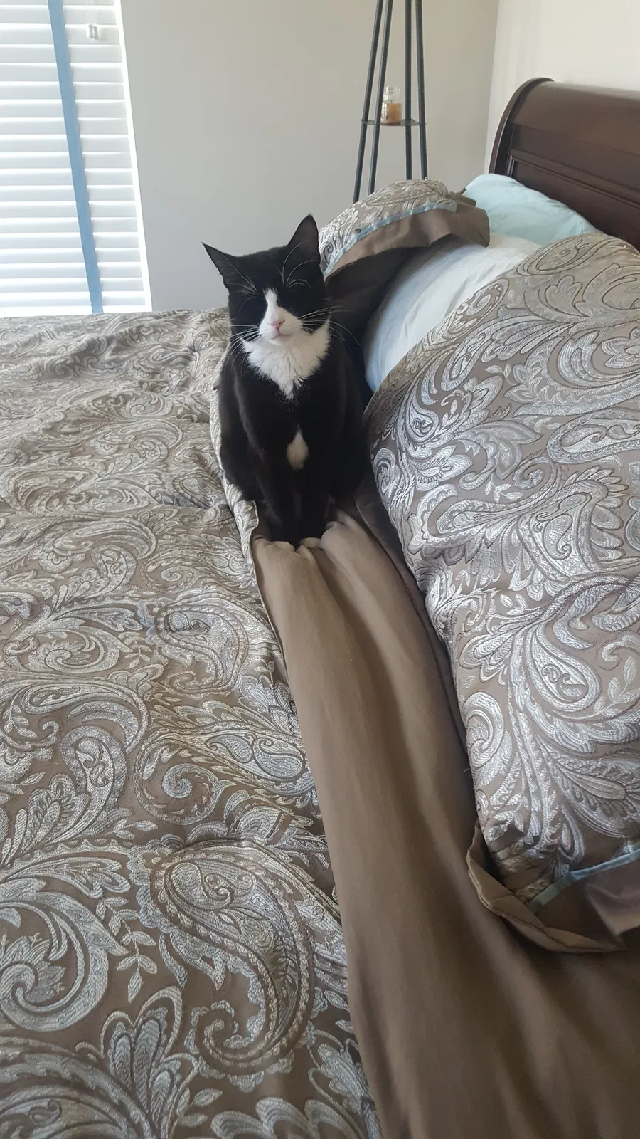 Lost cat in Columbia, MD, 21044