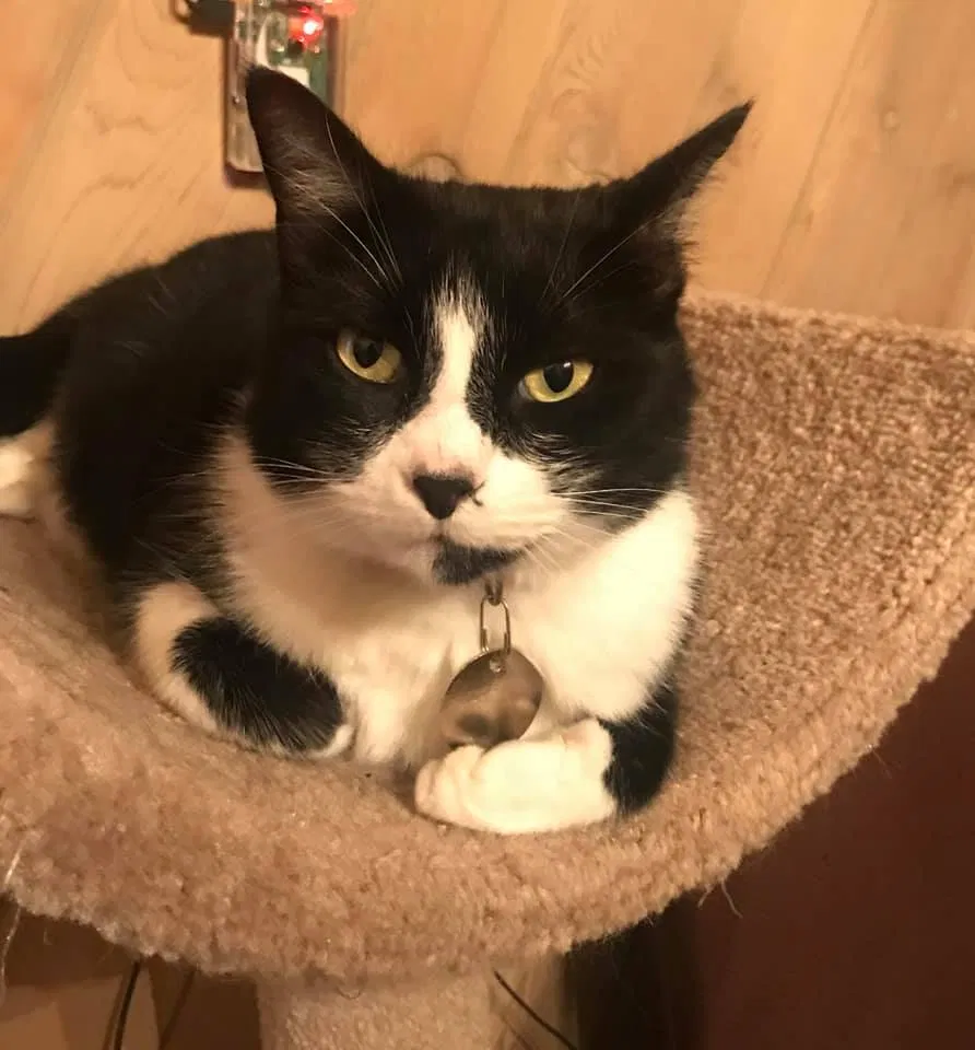 Lost cat in Atlantic Beach, FL, 32233