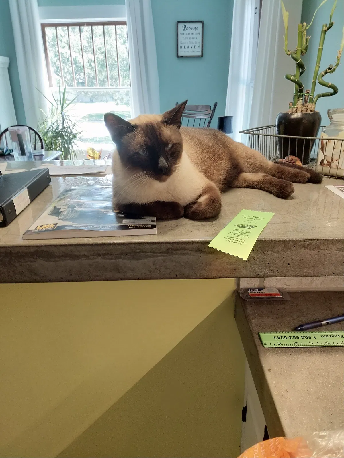 Lost cat in Moundridge, KS, 67107