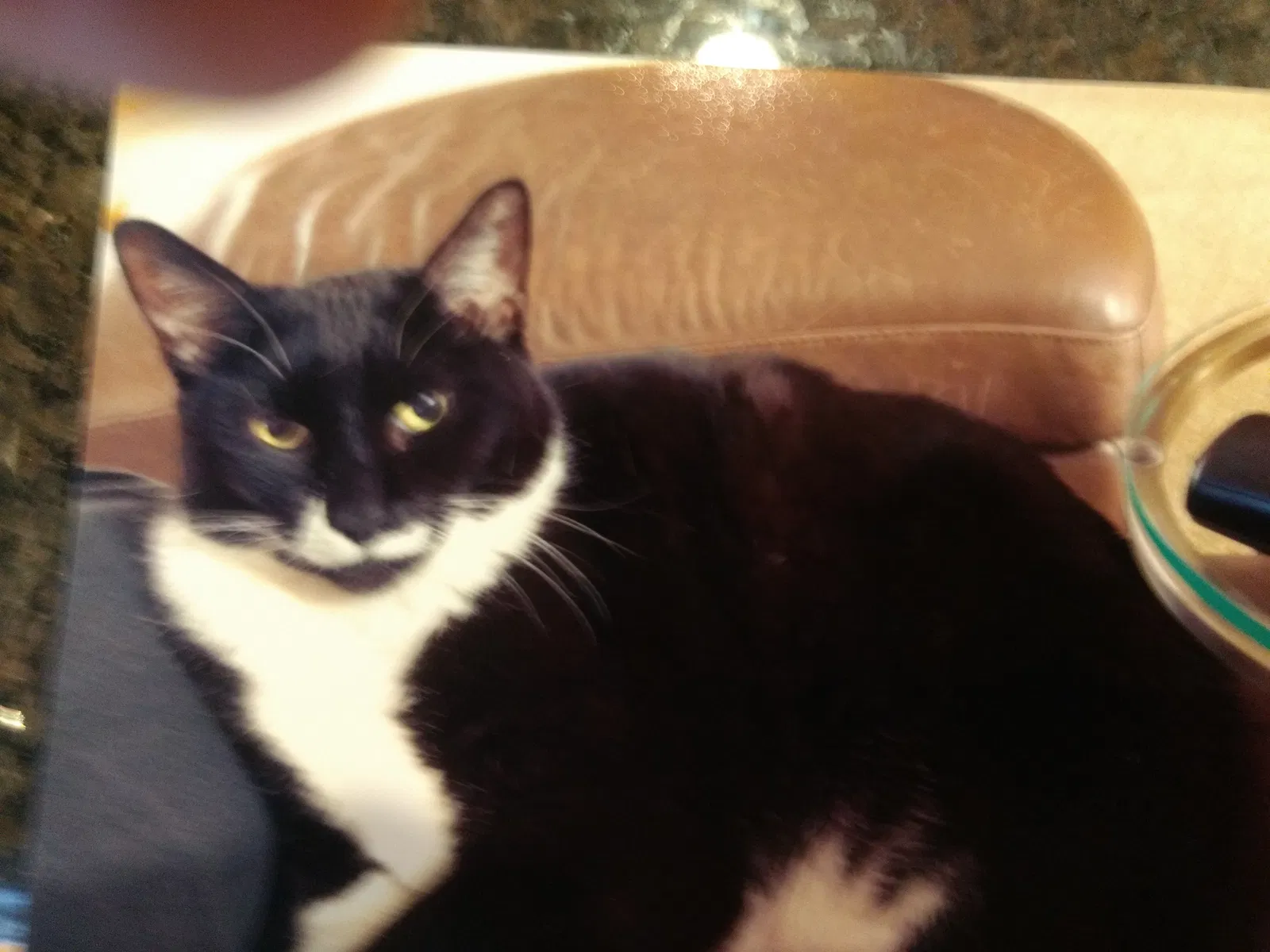 Lost cat in Saint Paul, MN, 55122
