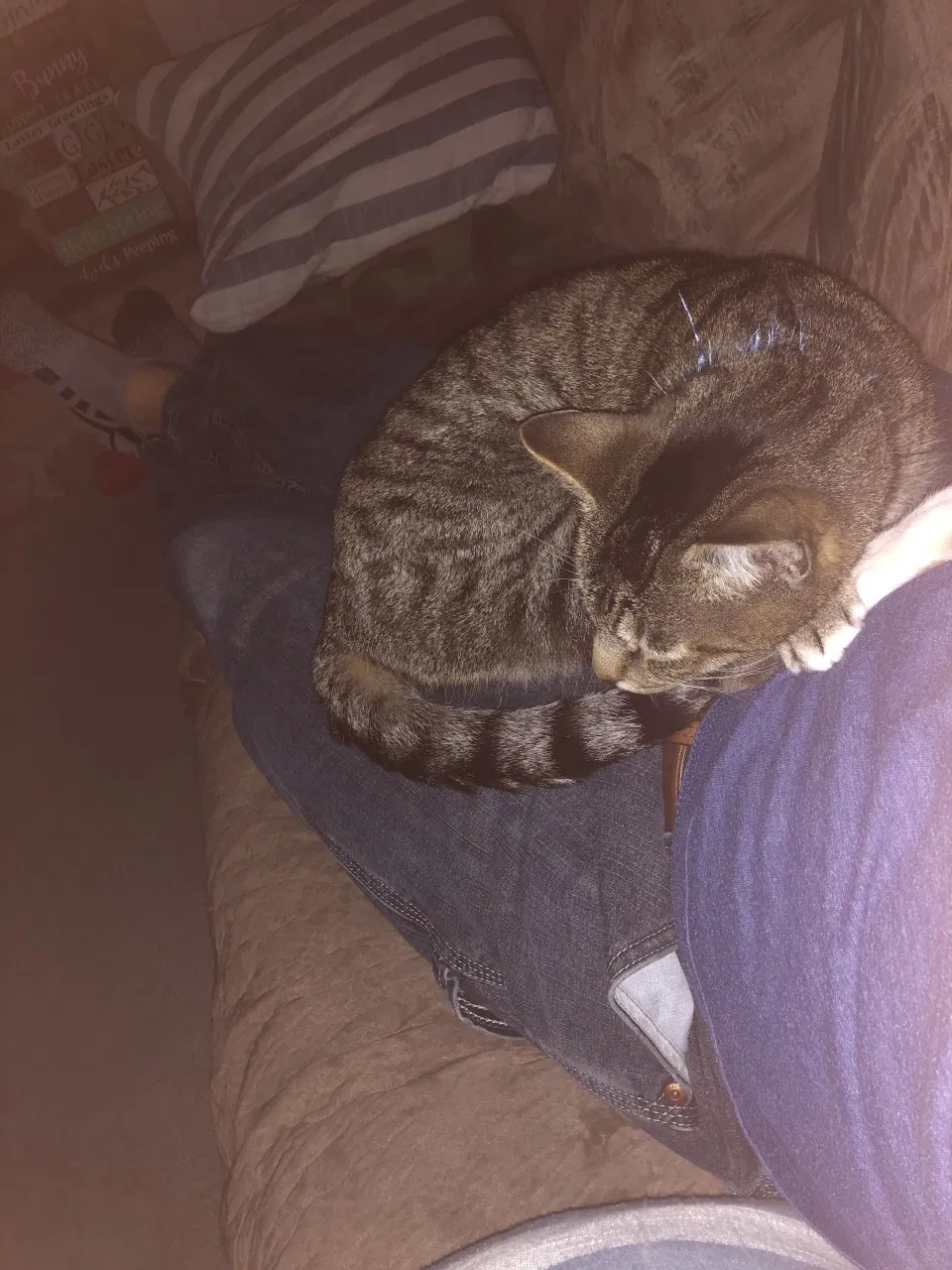 Lost cat in Orland Park, IL, 60462