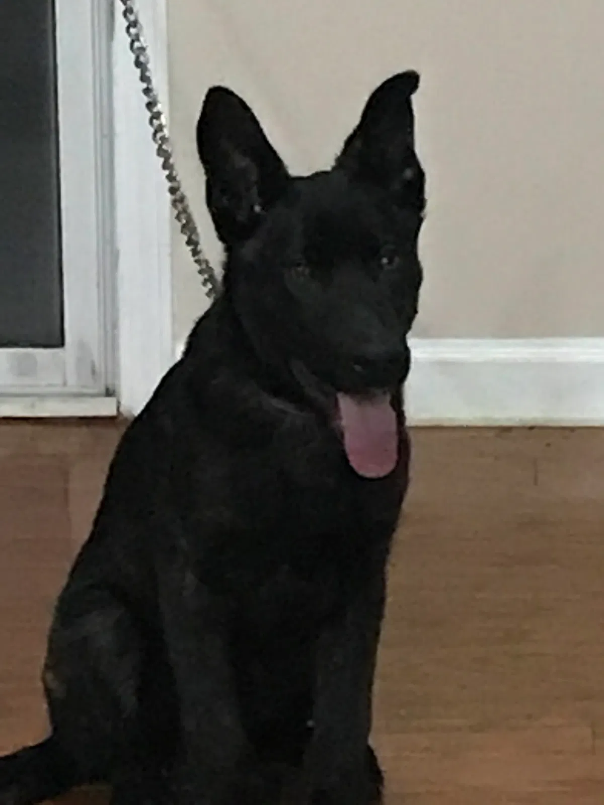 Lost dog in Alpharetta, GA, 30005