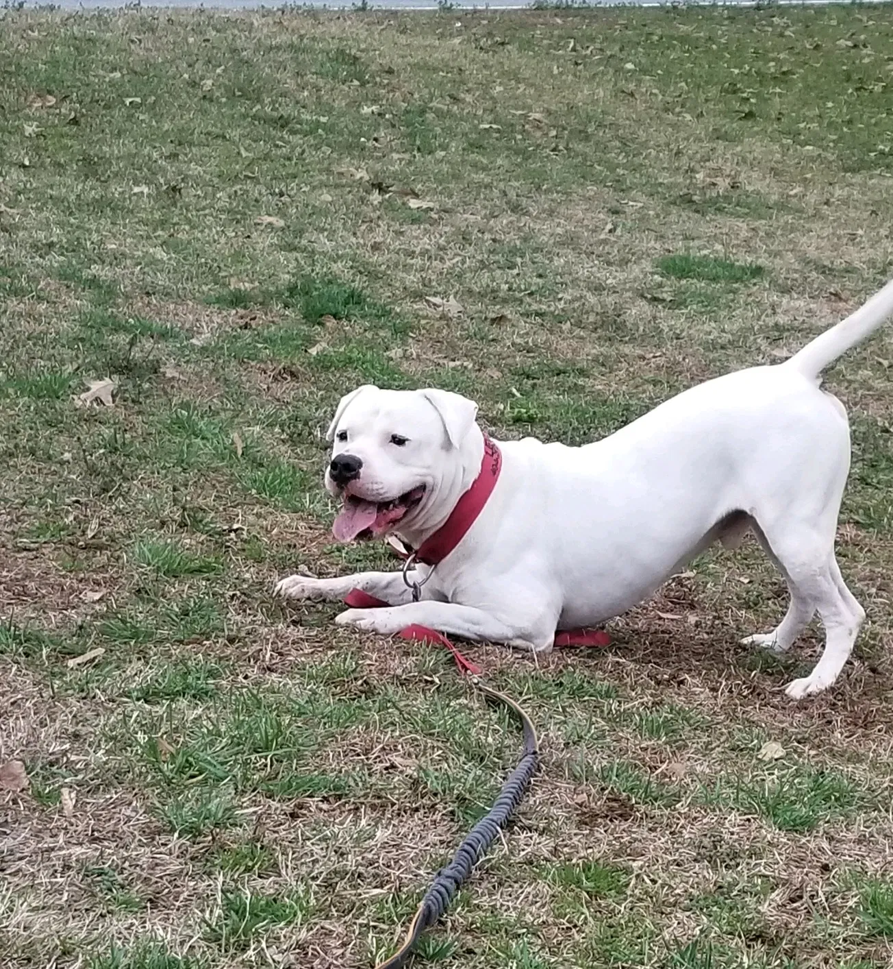Lost dog in Morrow, GA, 30260
