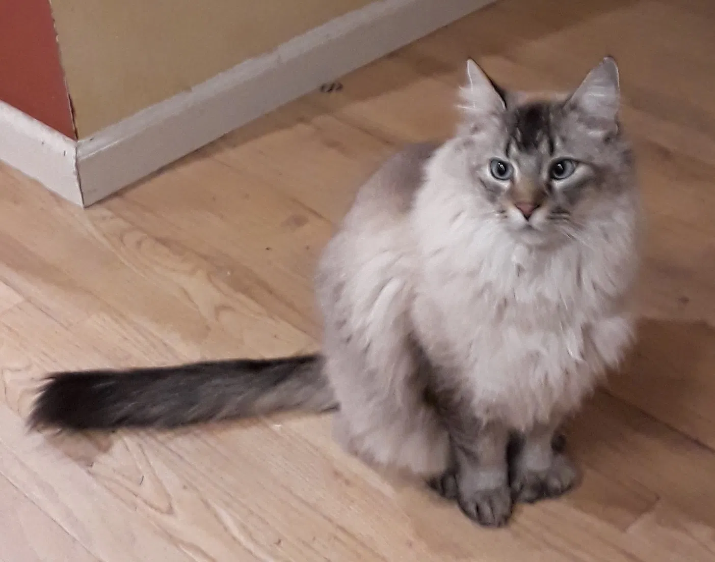 Lost cat in Denver, CO, 80215