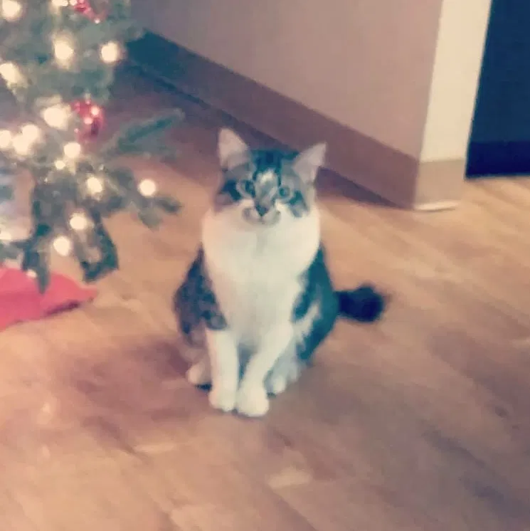 Lost cat in Mesa, AZ, 85201