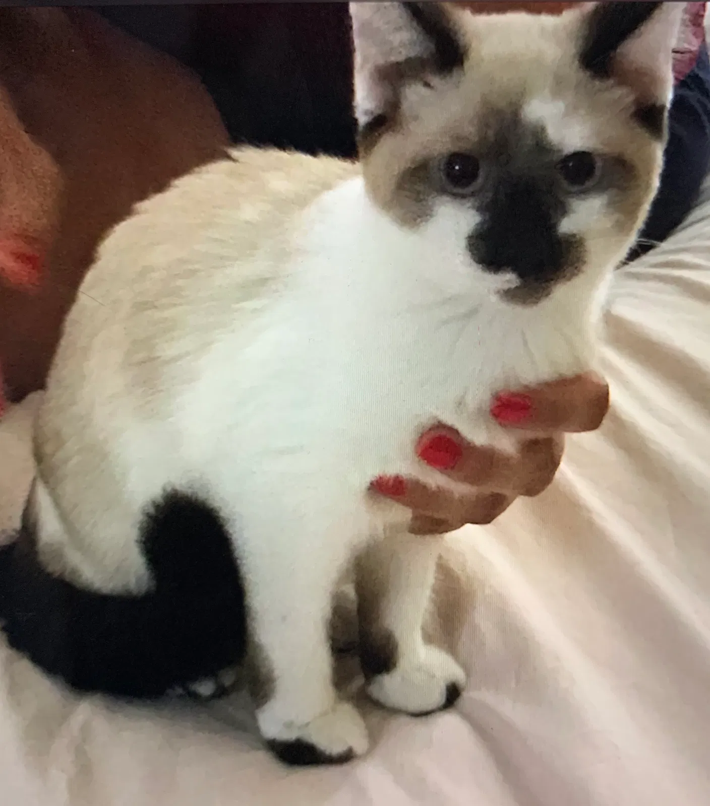 Lost cat in Chandler, AZ, 85286