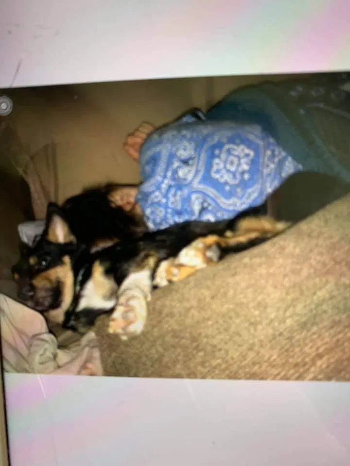 Lost dog in Pollock, LA, 71467