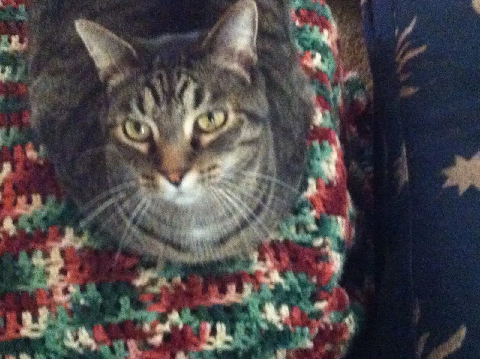 Lost cat in Tulsa, OK, 74105