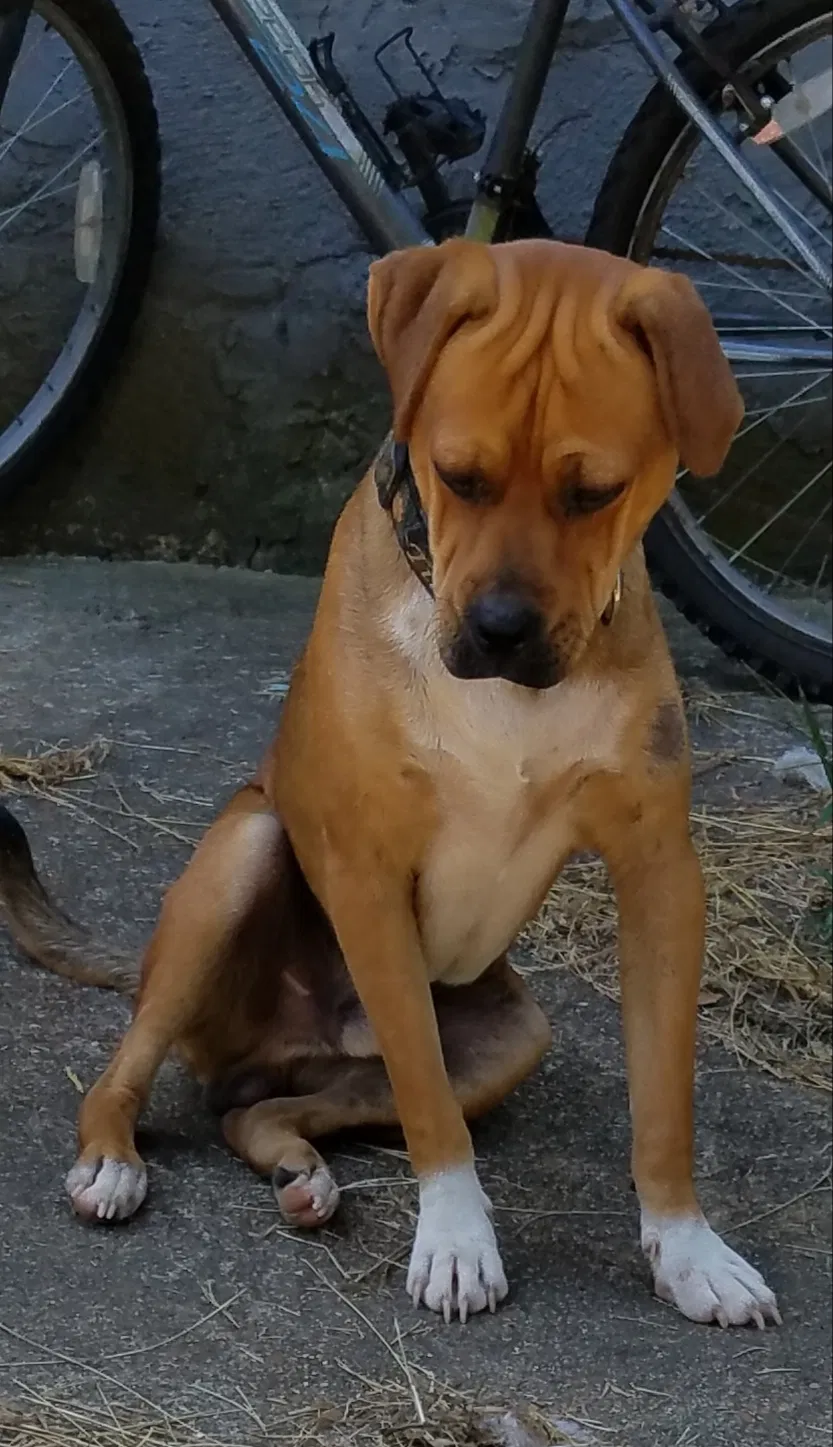 Lost dog in Tillatoba, MS, 38961