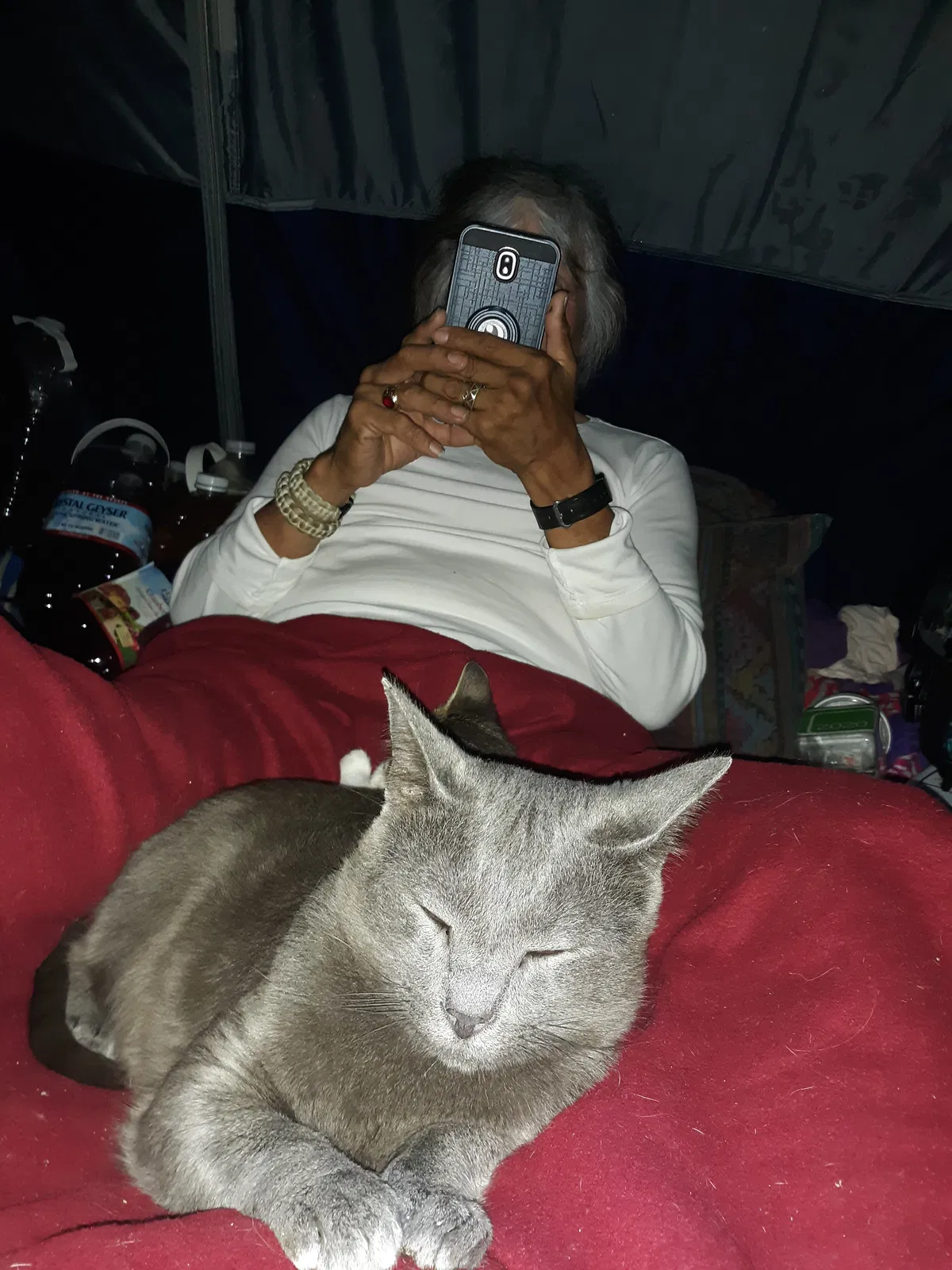 Lost cat in Bellingham, WA, 98225