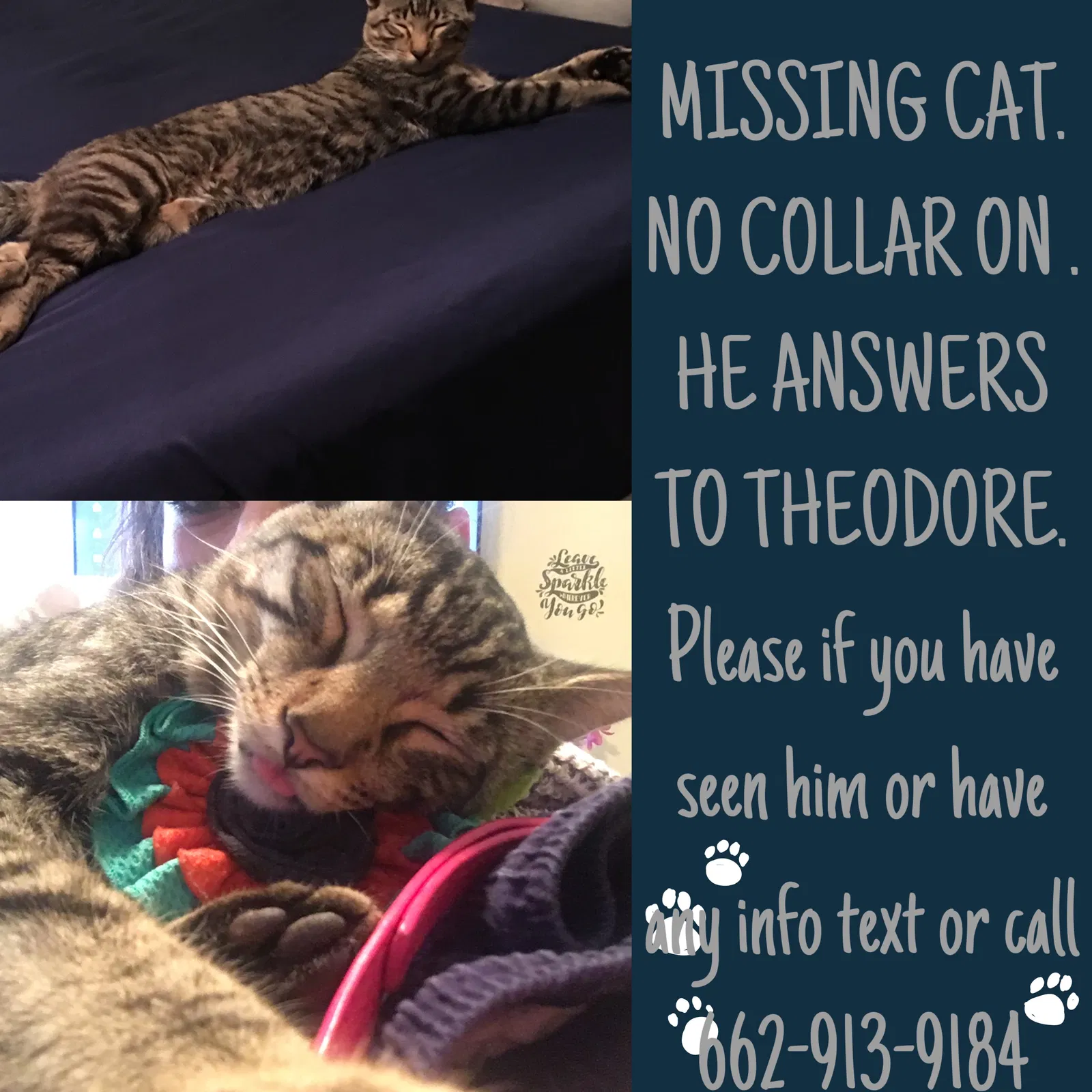 Lost cat in Southaven, MS, 38671