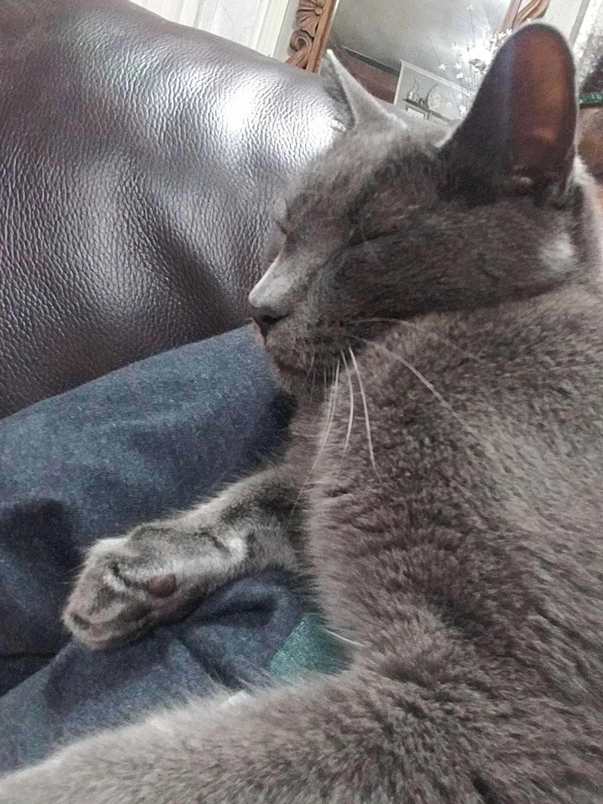 Lost cat in Ponchatoula, LA, 70454