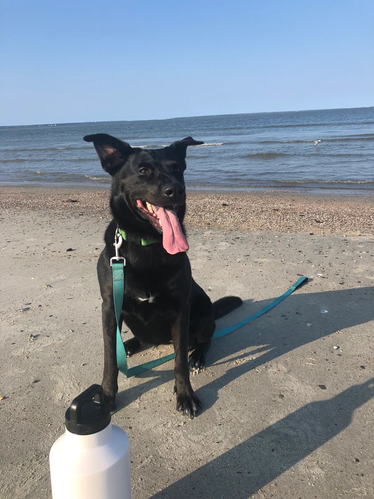 Lost dog in Live Oak, FL, 32064