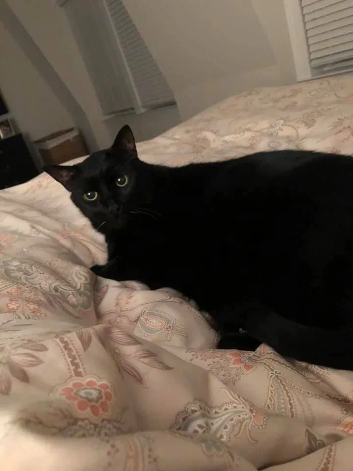 Lost cat in Media, PA, 19063