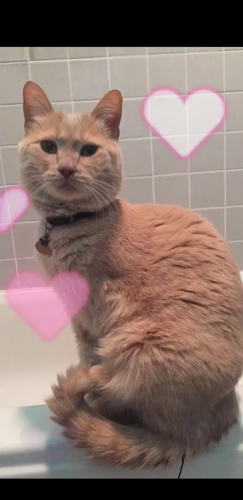 Lost cat in Chicago, IL, 60629