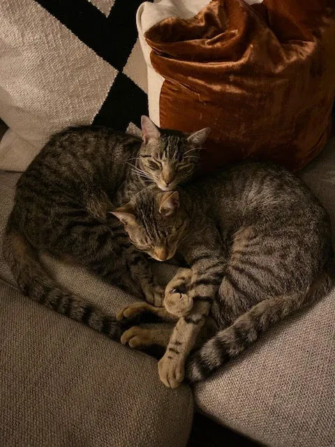 Lost cat in Fairfield, CT, 6824