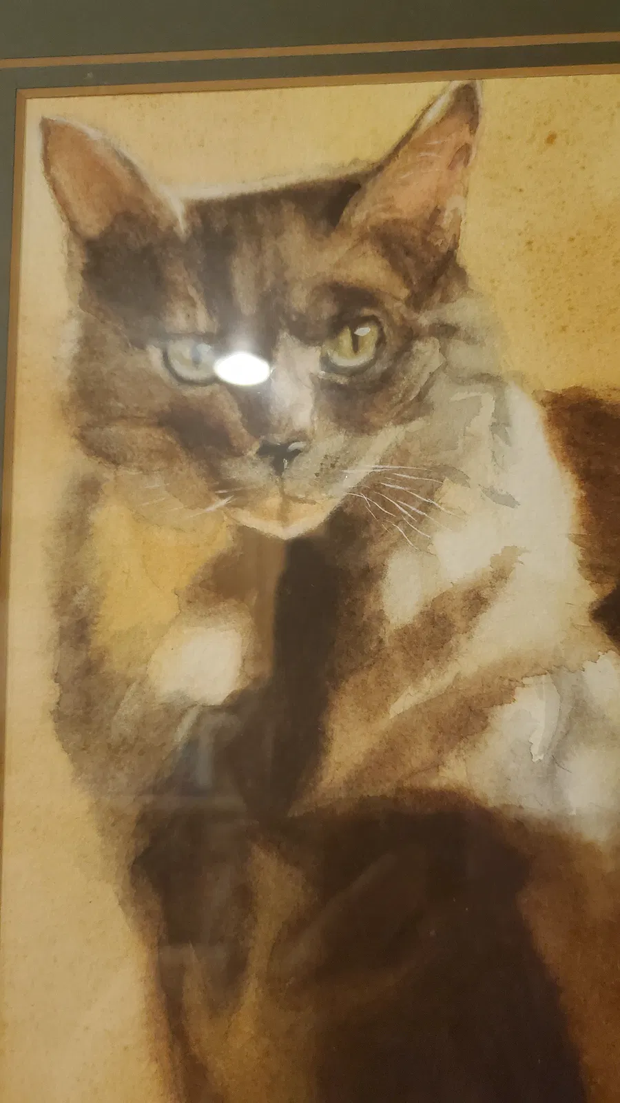 Lost cat in Kenmore, WA, 98028