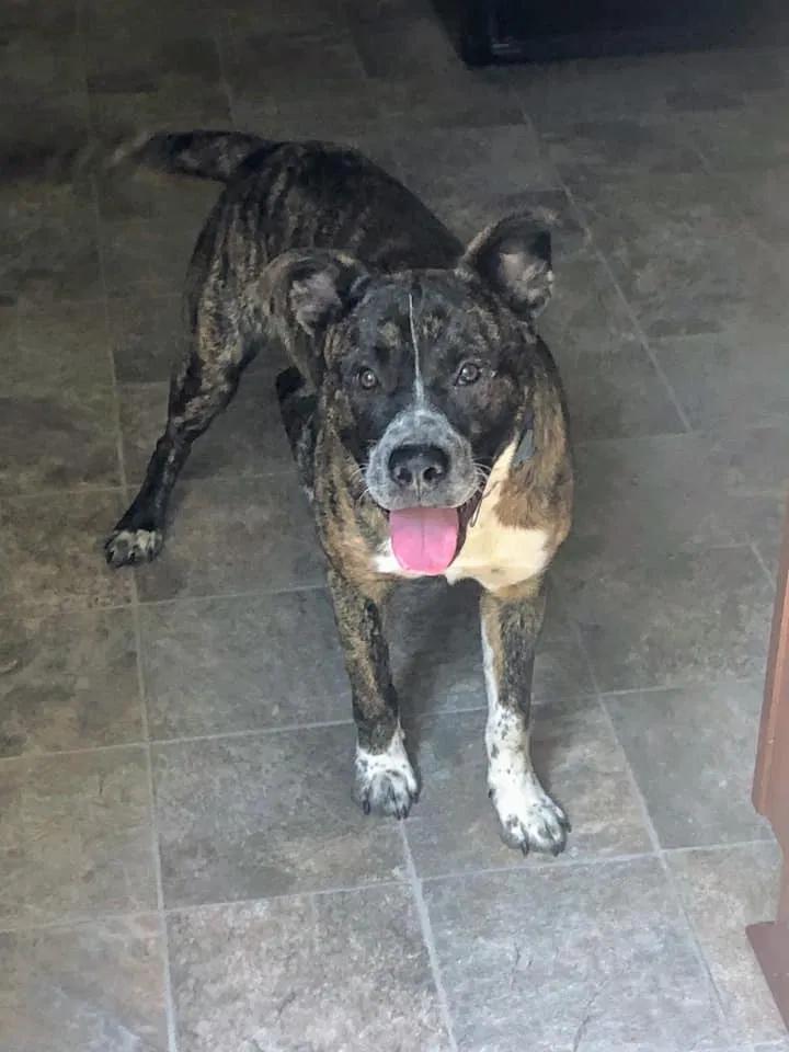 Lost dog in Resaca, GA, 30735