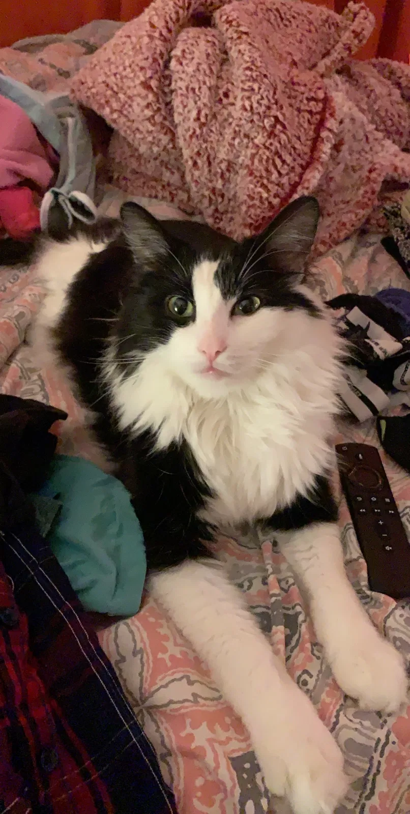 Lost cat in Hickory, NC, 28601