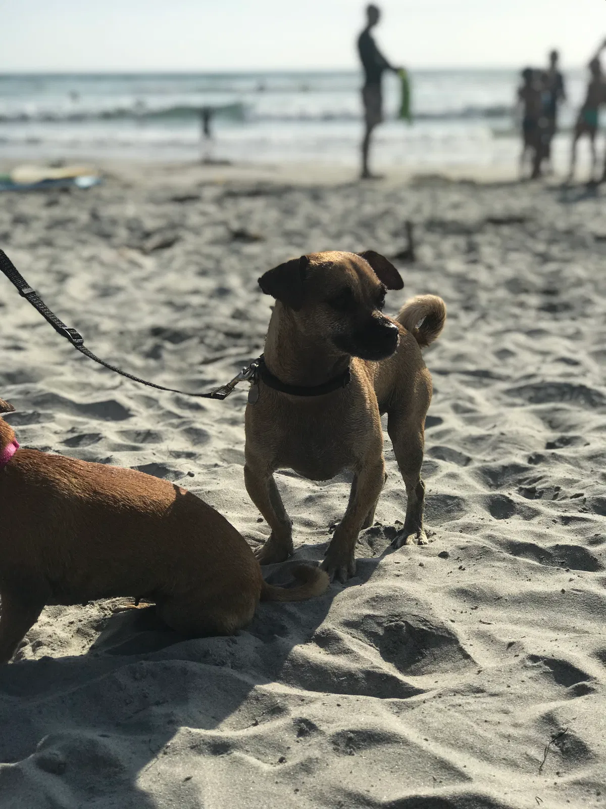 Lost dog in Las Vegas, NV, 89161