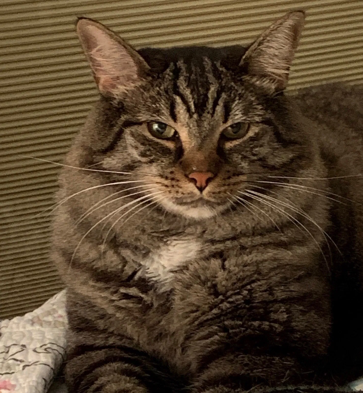 Lost cat in Ann Arbor, MI, 48108