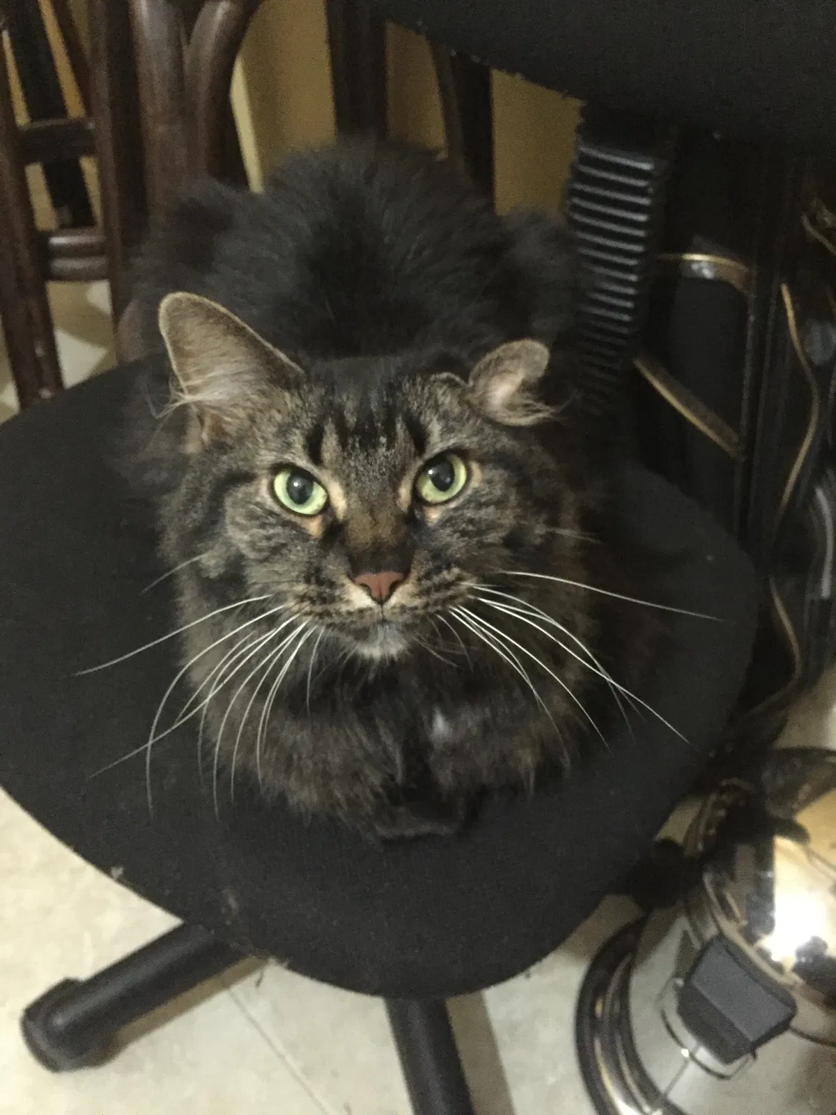 Lost cat in Dearborn Heights, MI, 48125