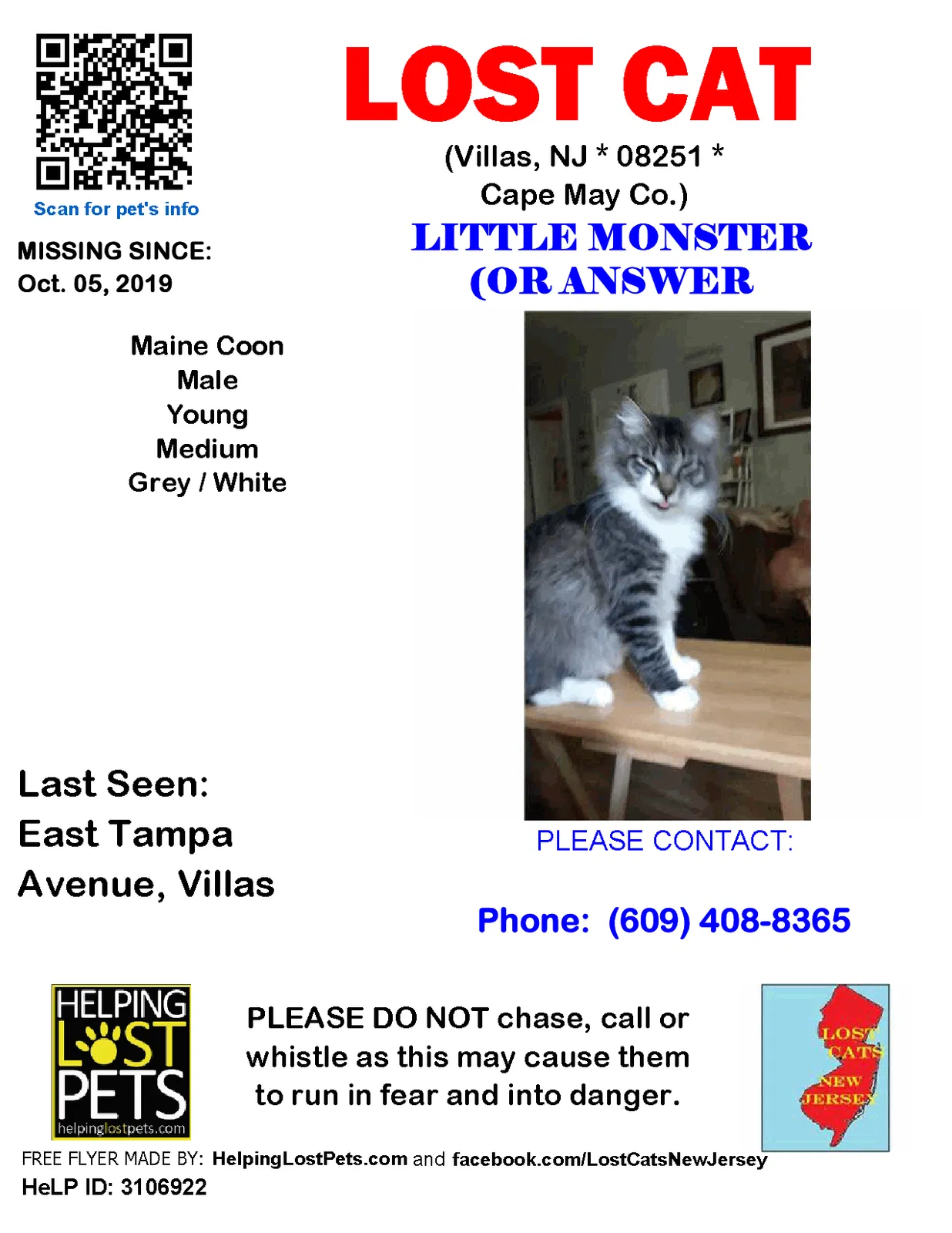 Lost cat in Villas, NJ, 8251