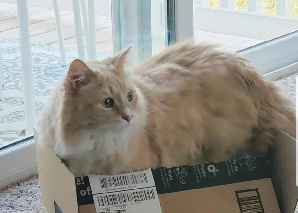 Lost cat in Sunbury, OH, 43074