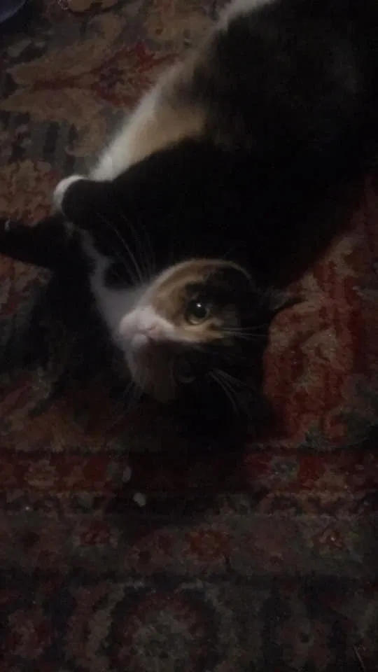 Lost cat in Mays Landing, NJ, 8330