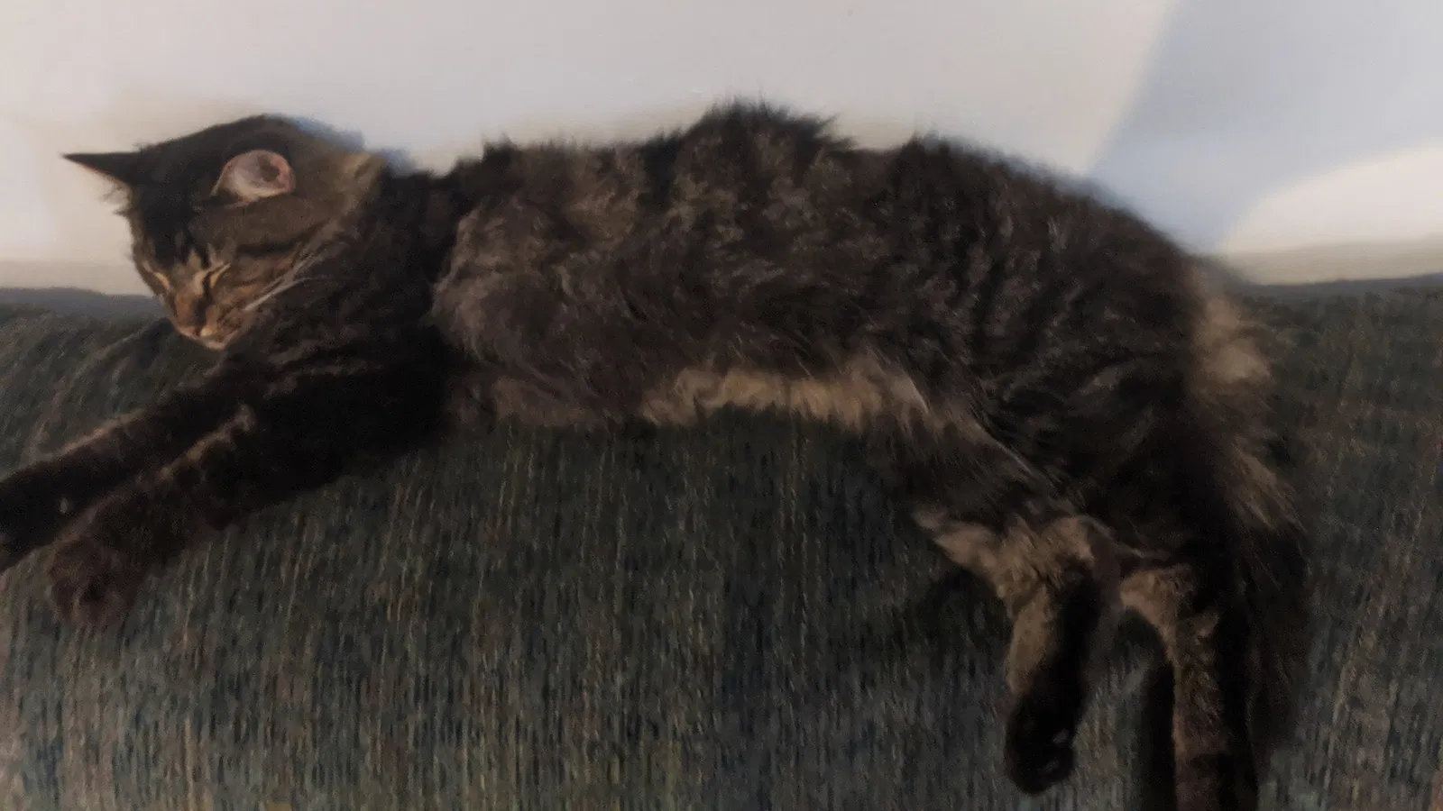 Lost cat in Hilliard, OH, 43026