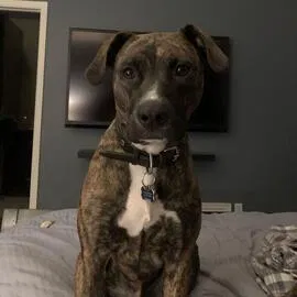 Lost dog in Saint Paul, MN, 55113