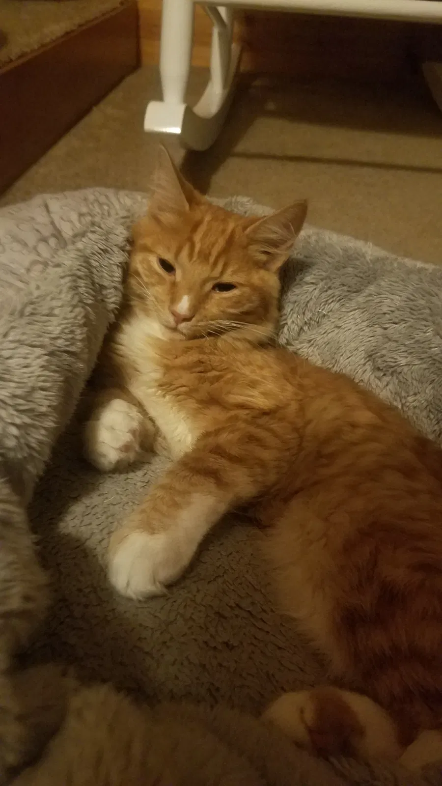 Lost cat in Midway, TN, 37809