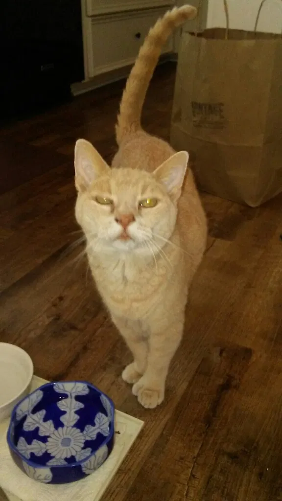Lost cat in Montgomery, AL, 36106