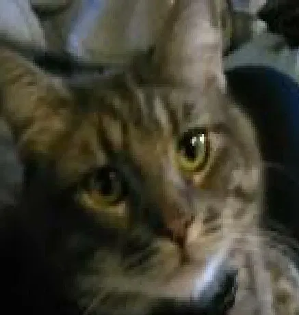 Lost cat in Commerce City, CO, 80022
