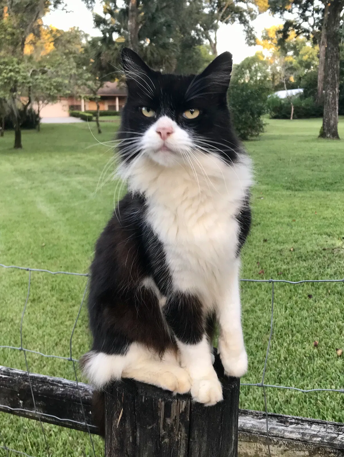 Lost cat in Orange City, FL, 32763