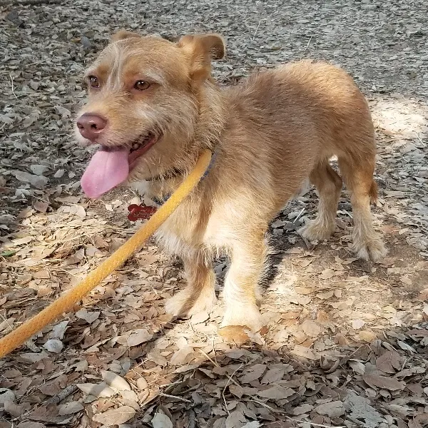 Lost dog in Los Angeles, CA, 90042