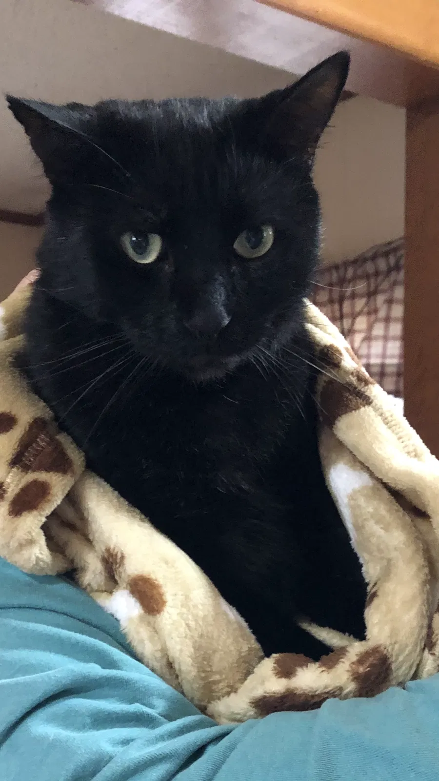 Lost cat in Statesville, NC, 28677