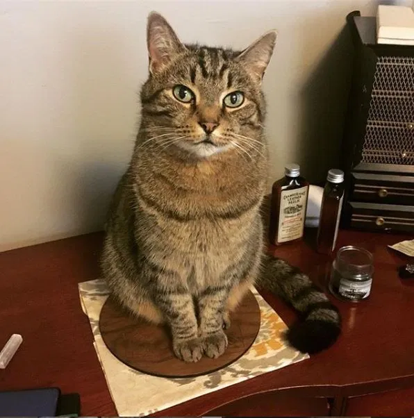Lost cat in Asheville, NC, 28805
