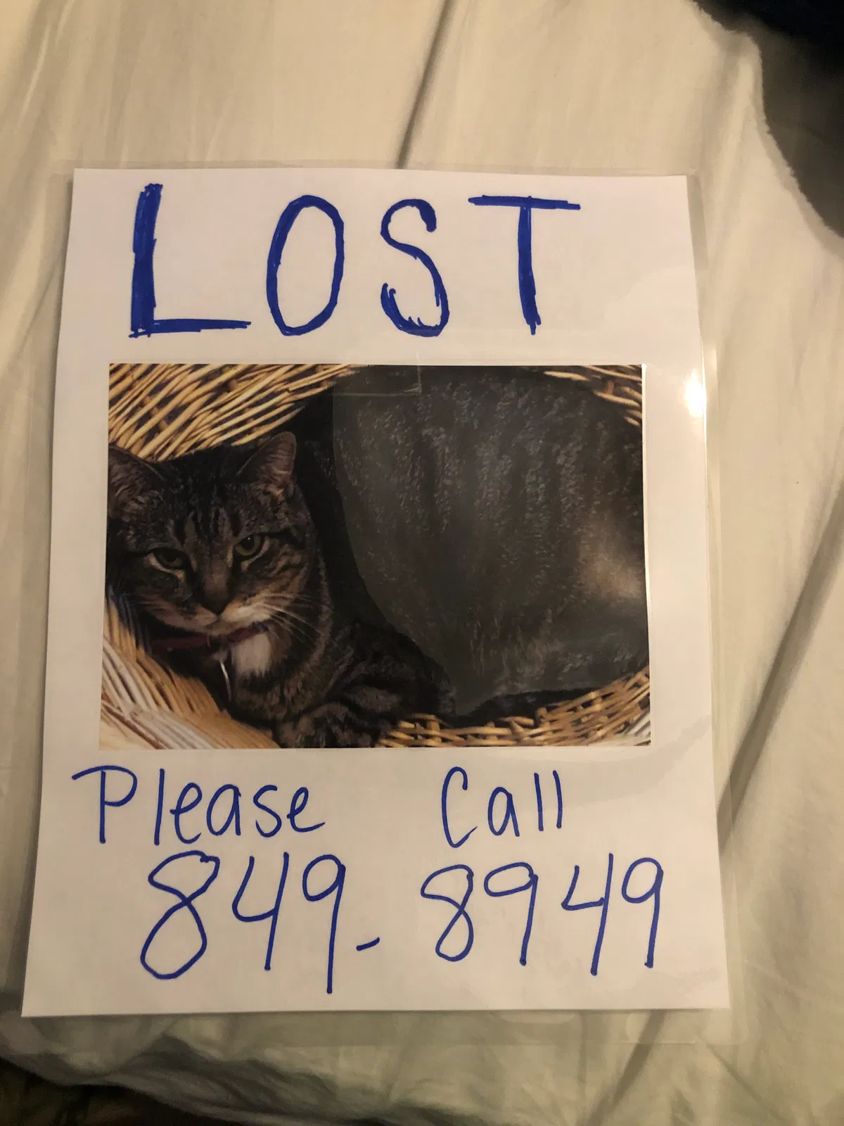 Lost cat in Ozark, MO, 65721