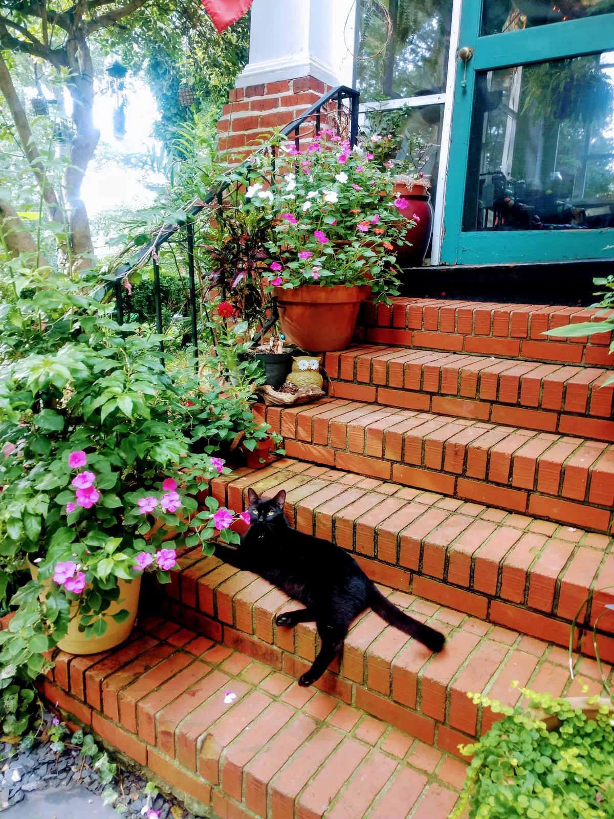Lost cat in Richmond, VA, 23225